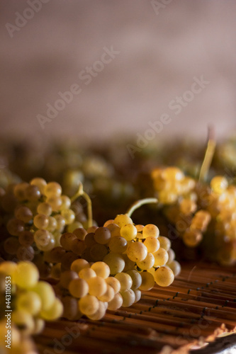 Drying Trebbiano grapes