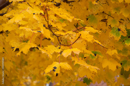 Autumn leaves background in the fall season.  Ontario, Canada