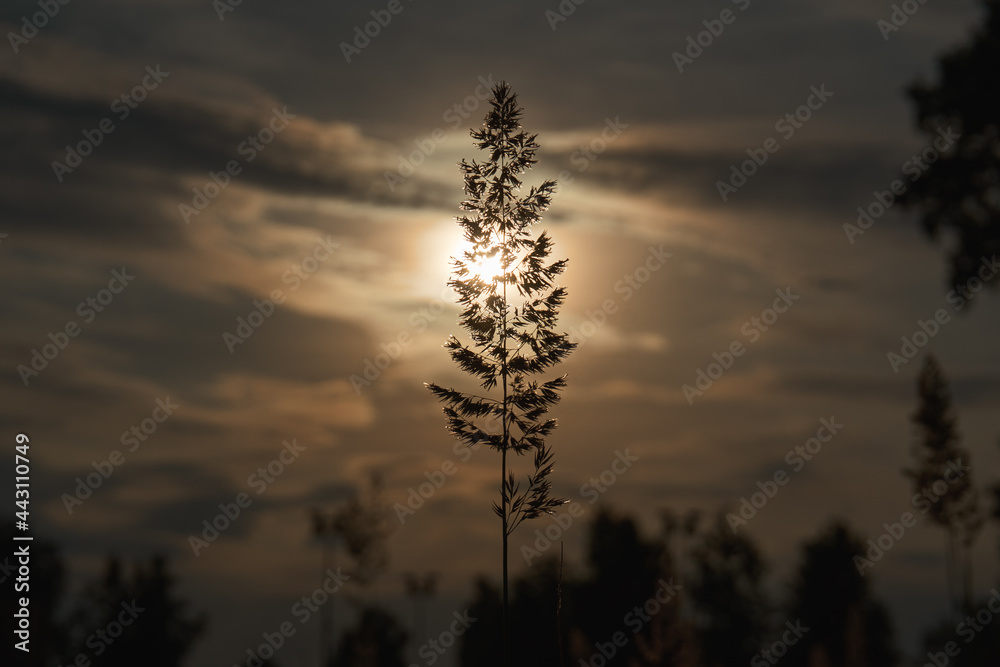 A piece of grass, a silhouetted photo in the background of the sunset. Bright sun at sunset in summer