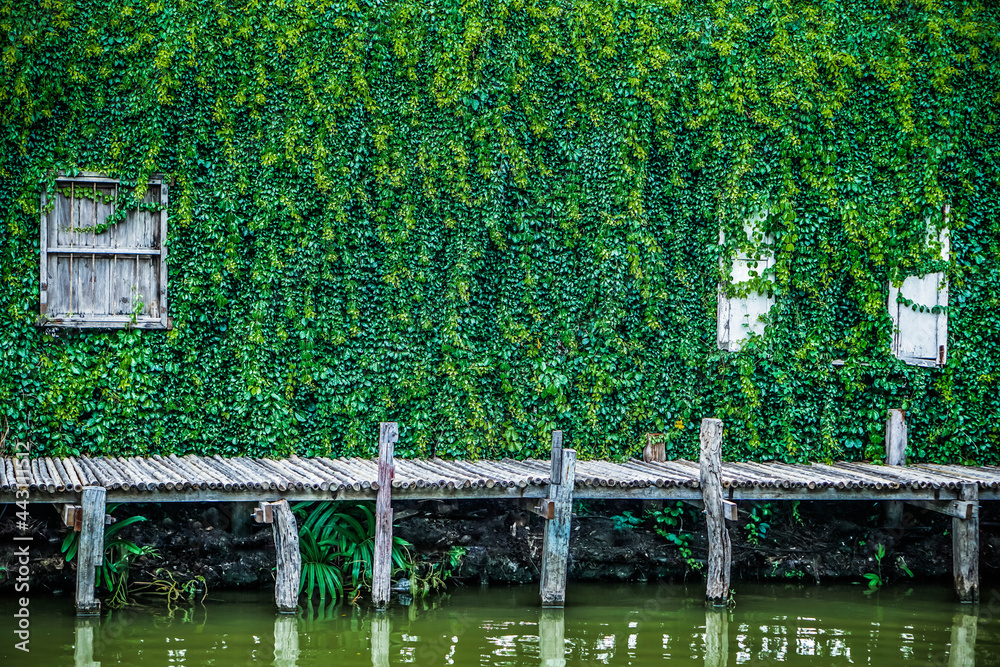 Wooden bridge view and creeping fig covers wall Wooden bridge view and creeping fig covers wall