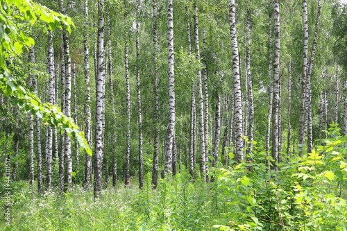 Fototapeta Naklejka Na Ścianę i Meble -  Young birch with black and white birch bark in summer in birch grove against background of other birches