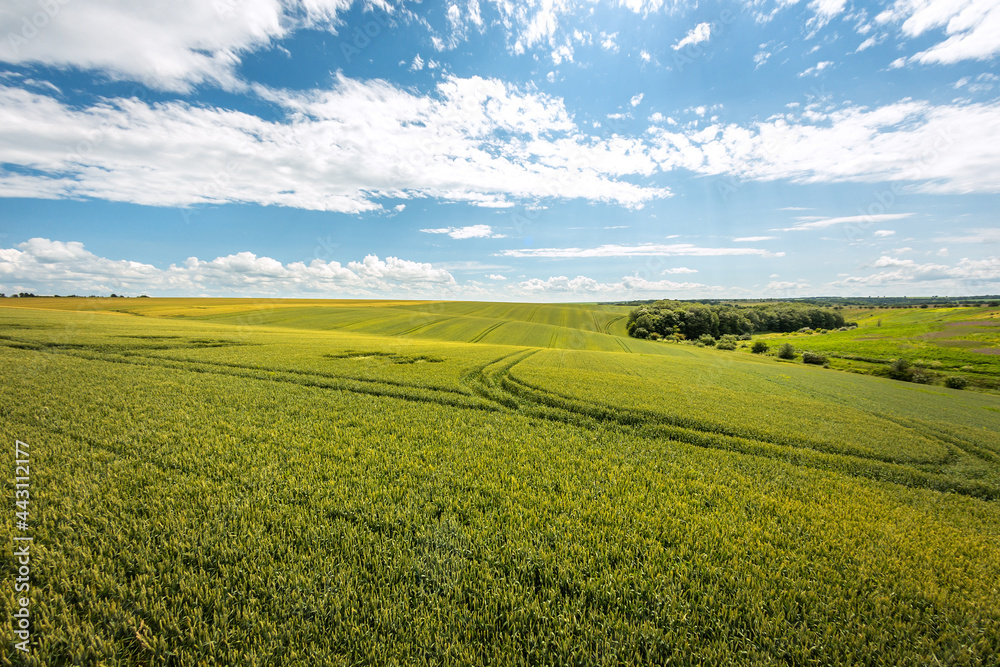Green wheat field and rural landscape Green wheat field and rural landscape