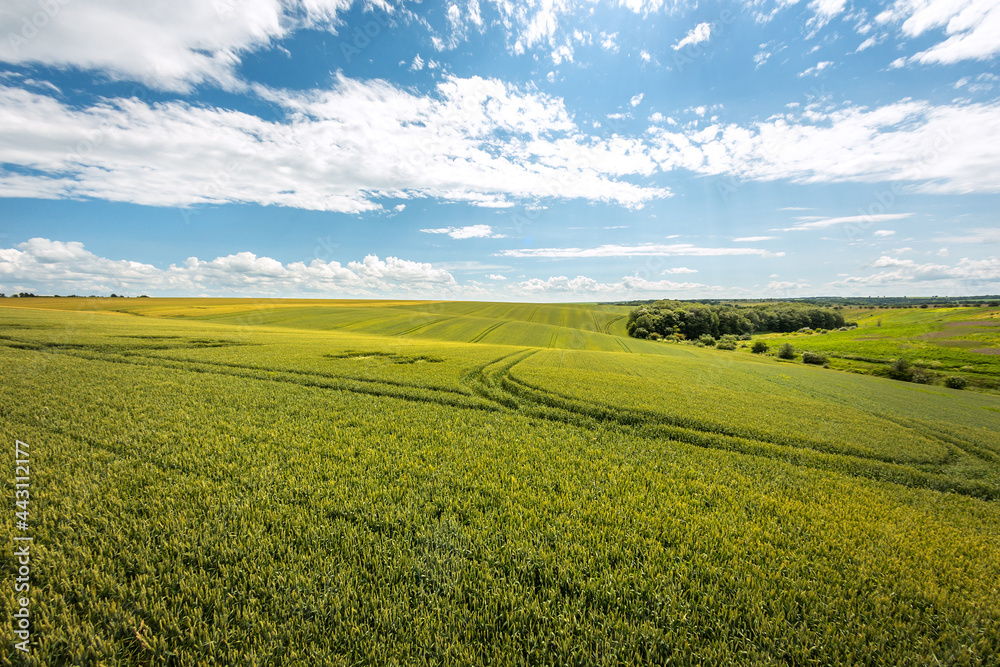 Green wheat field and rural landscape