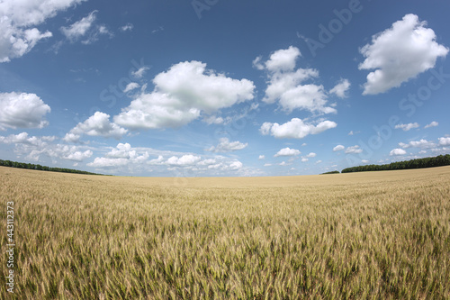 golden wheat field and sunny day