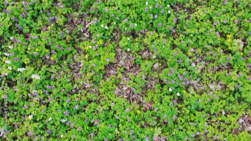 Hollow-root (Corydalis cava) blooming on the forest floor in a park during spring Hollow-root (Corydalis cava) blooming on the forest floor in a park during spring