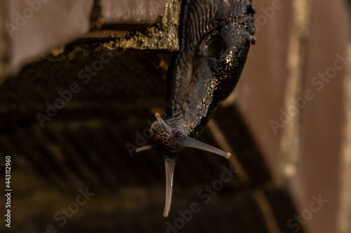 Close-up of a black keelback slug, Limacidae photo