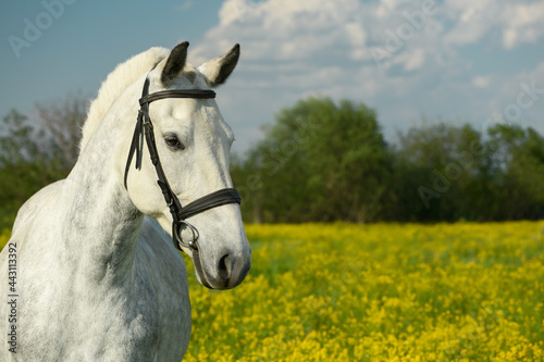 Horse with its black leather bridle is in outdoors. Portrait of gray mare  the close-up.
