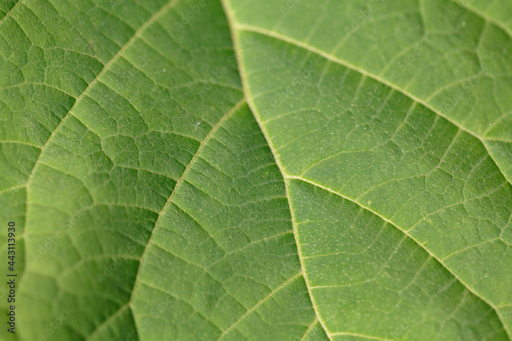 Green leaf plant macro photography Green leaf plant macro photography