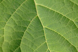 Green leaf plant macro photography