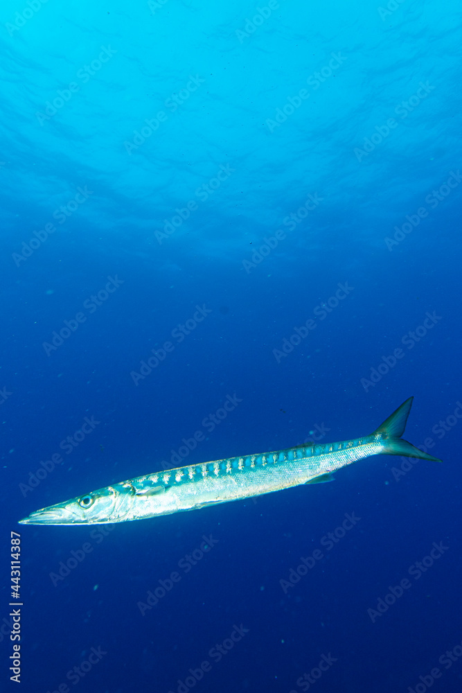 Fototapeta premium Port-cros mediterranée