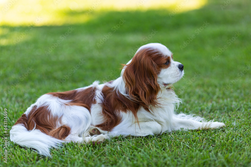 A Cavalier King Charles Spaniel dog outdoor