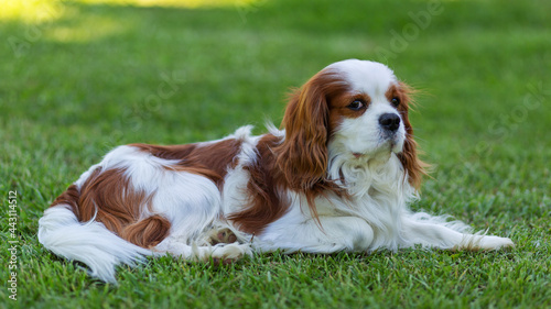 A Cavalier King Charles Spaniel dog outdoor