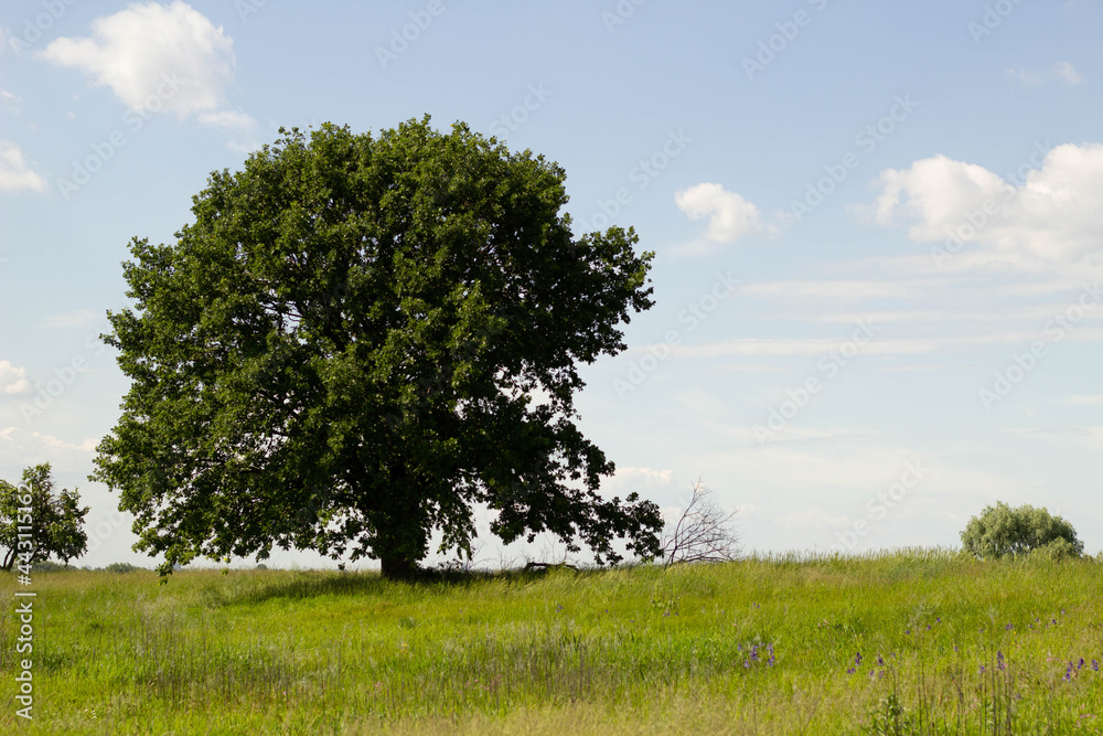 tree on a hill