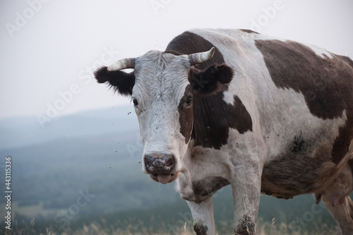 Scary cow closeup with flies
