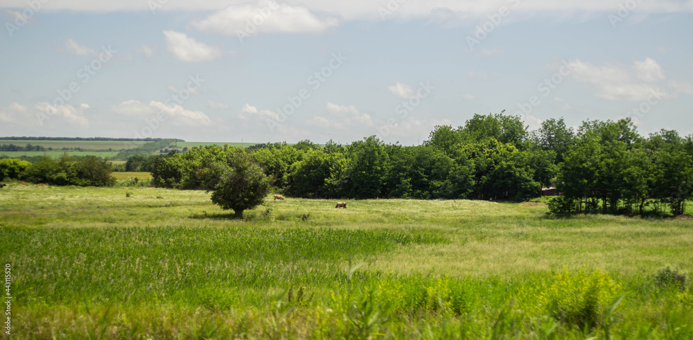 landscape of a field