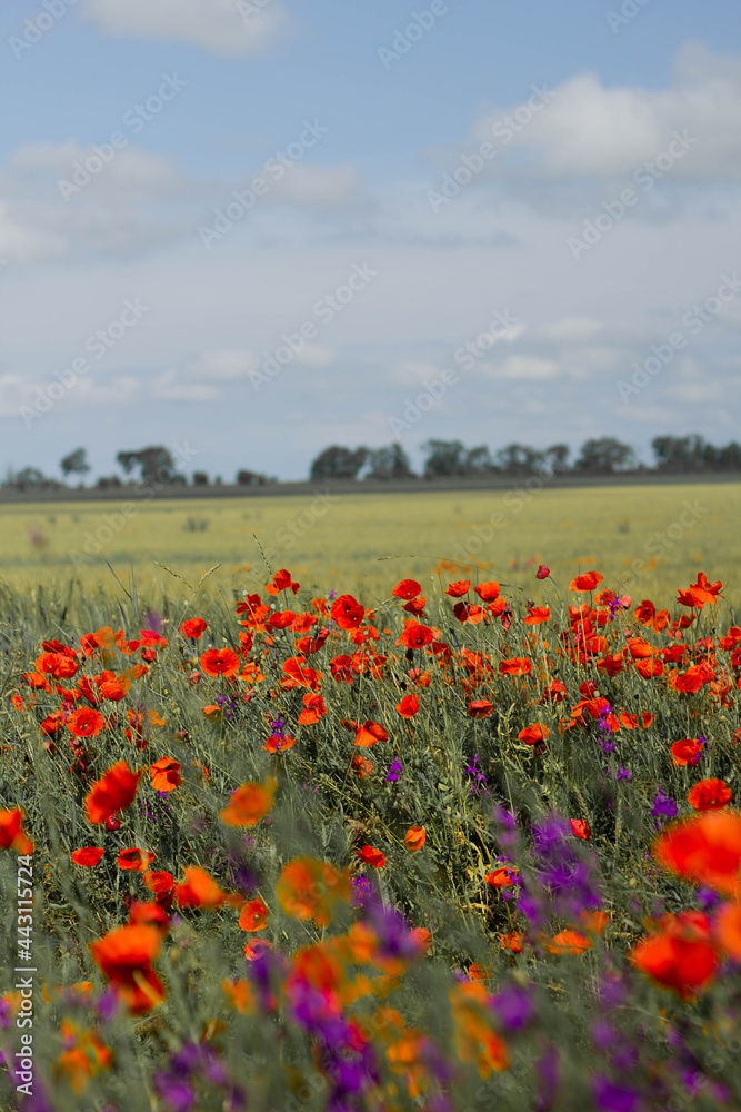 field of poppies