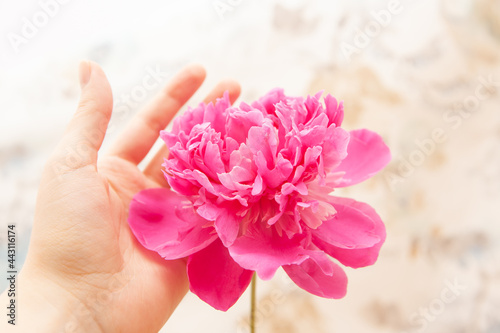 Pink peony flower with womans hand, beautiful abstract card