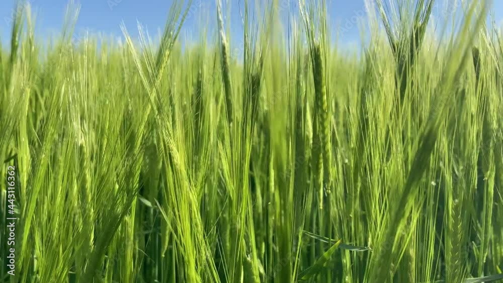 close up of summer barley swaying gently in breeze close up of summer barley swaying gently in breeze