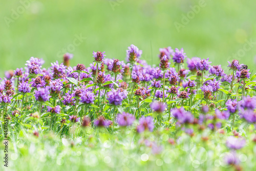 Close-up detailed photo of purple wildflowers against green natural background