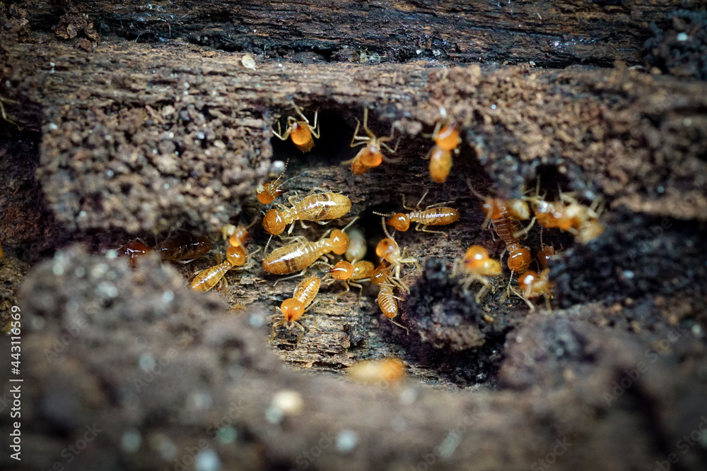 Group of the small termite, Termites are social creatures that damage people's wooden houses because they eat wood, Group of the small termite, Termites are social creatures that damage people's wooden houses because they eat wood,