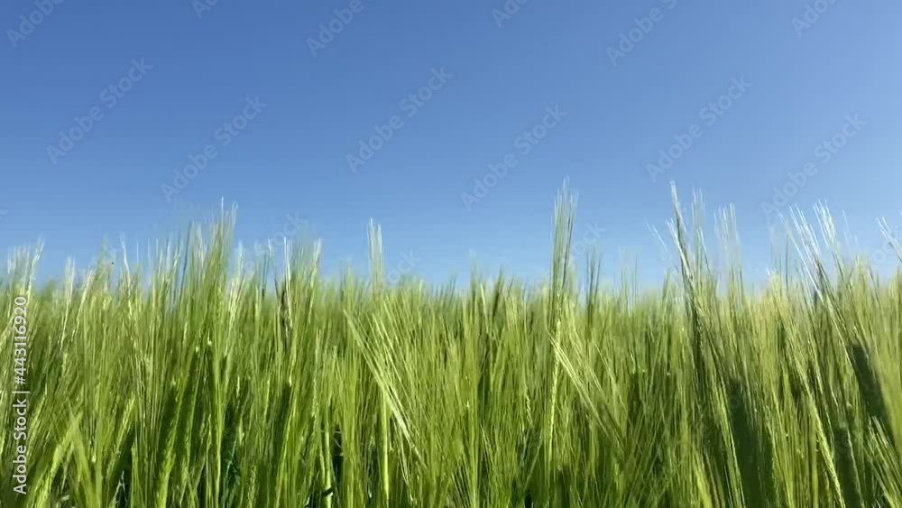 close up of summer barley swaying gently in breeze close up of summer barley swaying gently in breeze