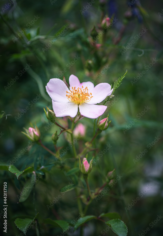 Fototapeta premium Flower of sweetbrier or wild rose