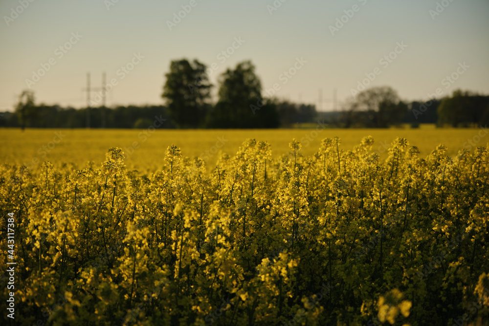 blooming rapeseed field