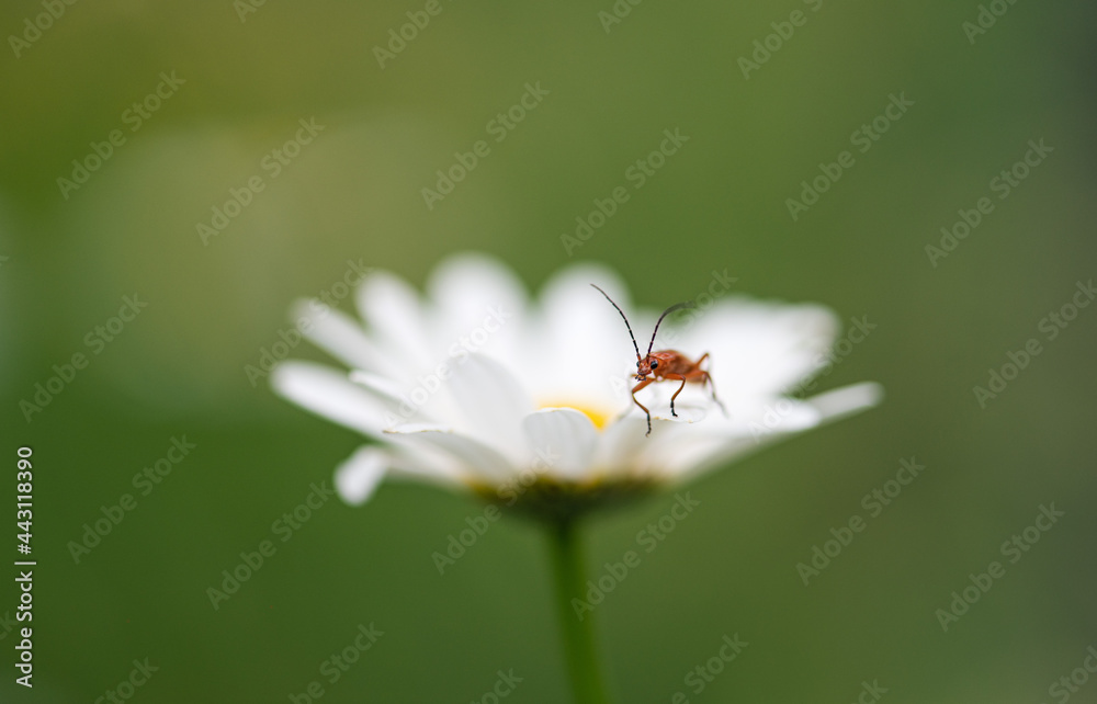 Fototapeta premium Insect on daisy flower