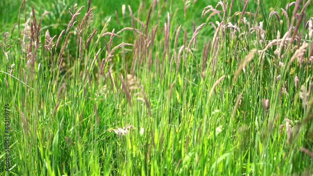 A closeup of of overgrown grass and flowers in an English countryside field A closeup of of overgrown grass and flowers in an English countryside field