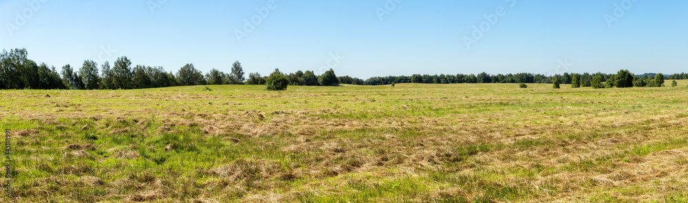 Panorama of a farm field with cut grass and clear blue sky on a summer sunny day. Rural landscape