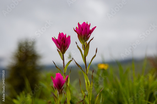 Canvastavla Colorado Mountain Flower