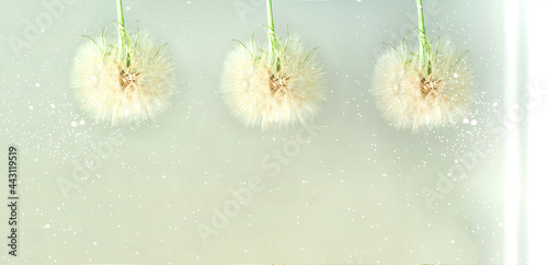 Fototapeta Naklejka Na Ścianę i Meble -  Creative concept with white dandelion inflorescences and shadow. Concept for festive background or for project. Close-up
