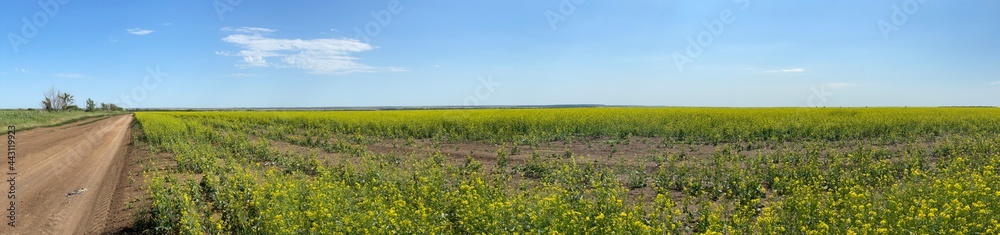 field of grass