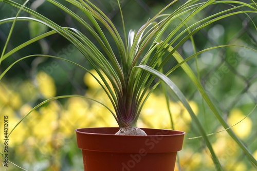 Nolina or Pony-tail palm. Indoor plants outdoors outside photo
