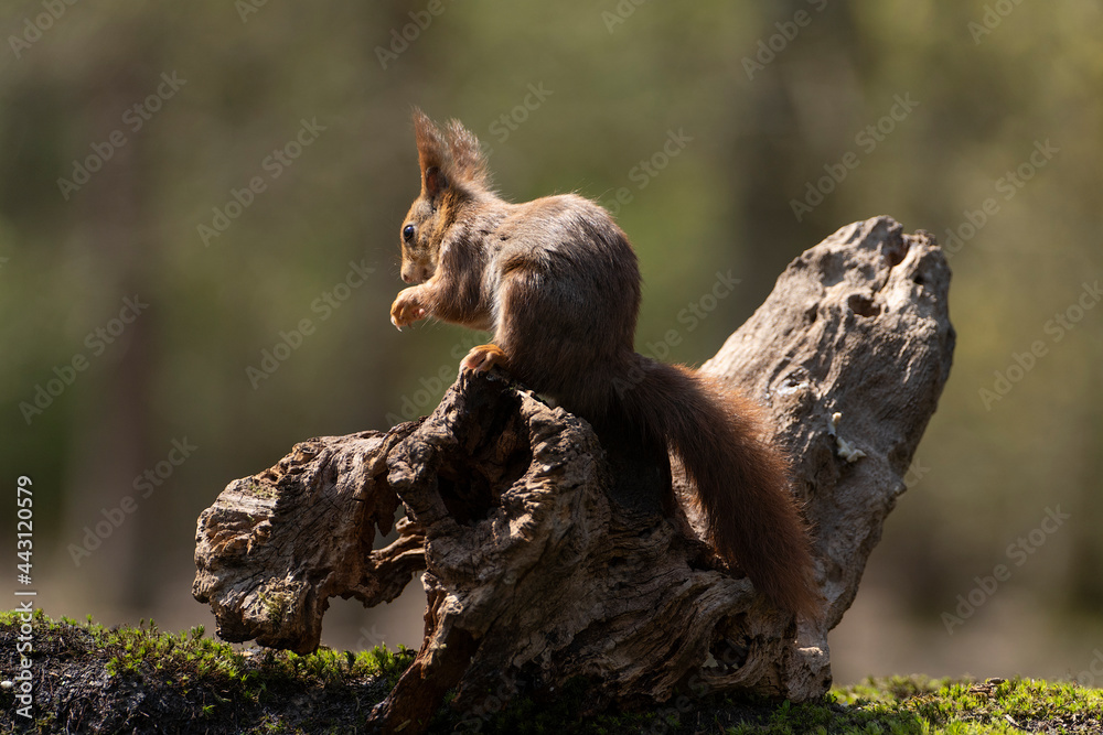 Erasian Red Squirrel - Sciurus vulgaris - in a forest eating and drinking Erasian Red Squirrel - Sciurus vulgaris - in a forest eating and drinking