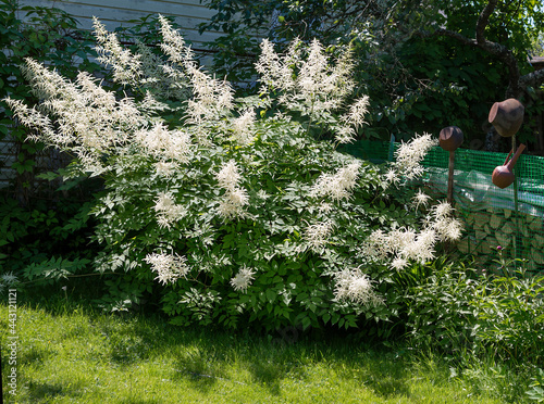 Aruncus blooms (Latin aruncus dioicus).
Fluffy flowers of this plant will decorate any lawn in the country. This is a shade-loving flower. photo