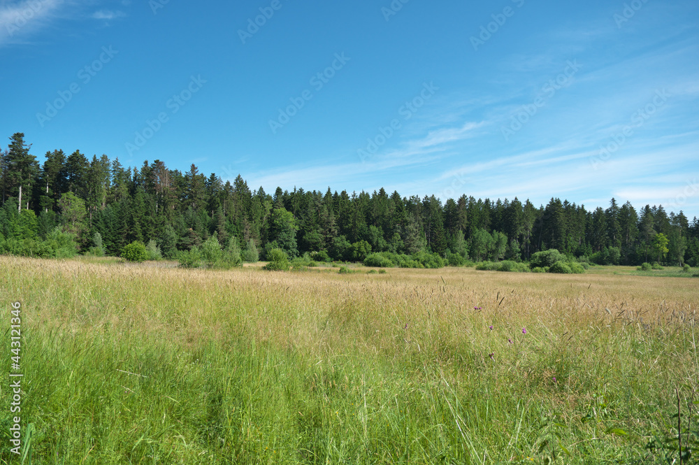 wald und wiese mit blauem himmel und wolken wald und wiese mit blauem himmel und wolken
