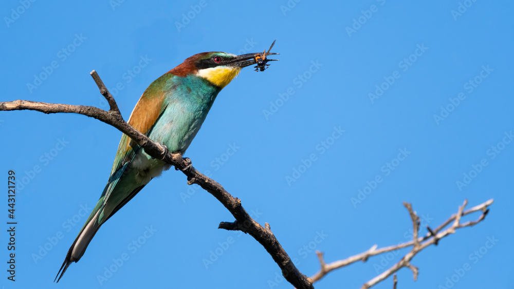 bird, natur, wild lebende tiere, bienenfresser, tier, bees, bunt, eater, bird, natur, wild lebende tiere, bienenfresser, tier, bees, bunt, eater,