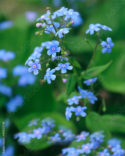 Forget-me-not flowers close - up view