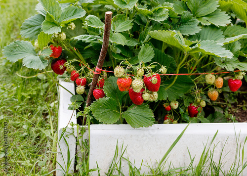 Strawberry.
This is one of the most delicious berries, which is loved and grown almost everywhere.In Tibetan medicine, strawberry fruits were considered a real elixir of life and the secret of longevi photo