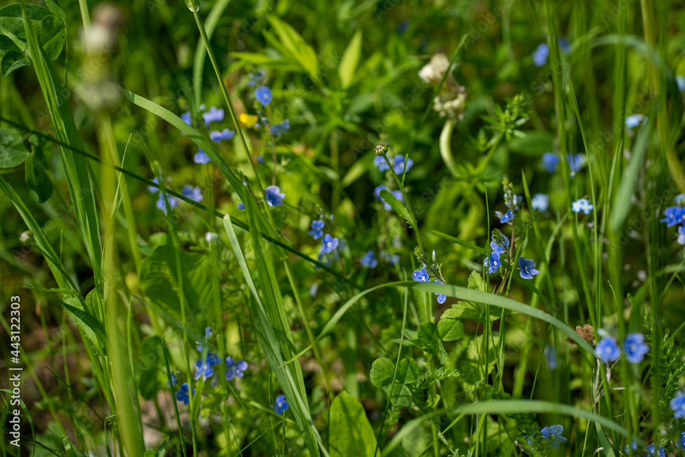 small blue flower flowers bloom in the green grass small blue flower flowers bloom in the green grass
