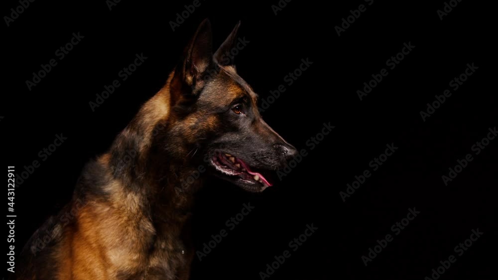 Shorthair brown malinois bard dog catching yellow ball on black background. Side view of trained Belgian shepherd puppy performing a command. Domestic animal training in studio, purebred gun dog. Shorthair brown malinois bard dog catching yellow ball on black background. Side view of trained Belgian shepherd puppy performing a command. Domestic animal training in studio, purebred gun dog.