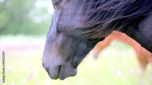 głowa czarnego konia z rozwianą grzywą na tle zielonej łąki