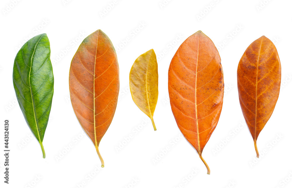 Set of jackfruit leaf isolated on white background