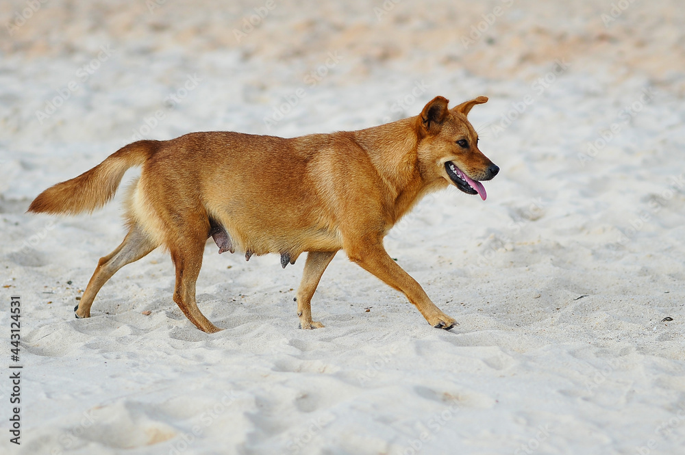 Thirsty dog ​​on the beach in hot weather