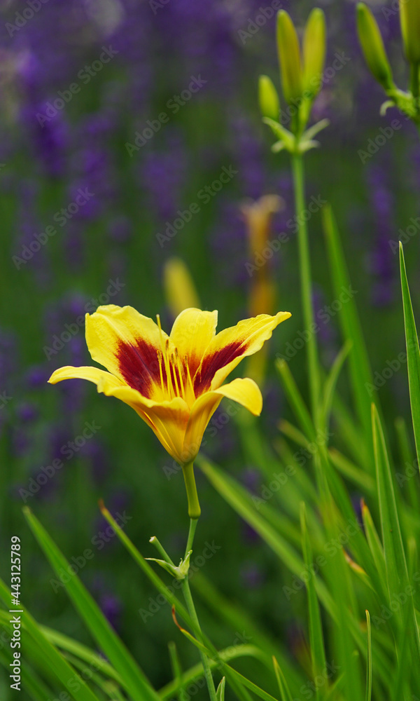 Obraz premium The fire flower