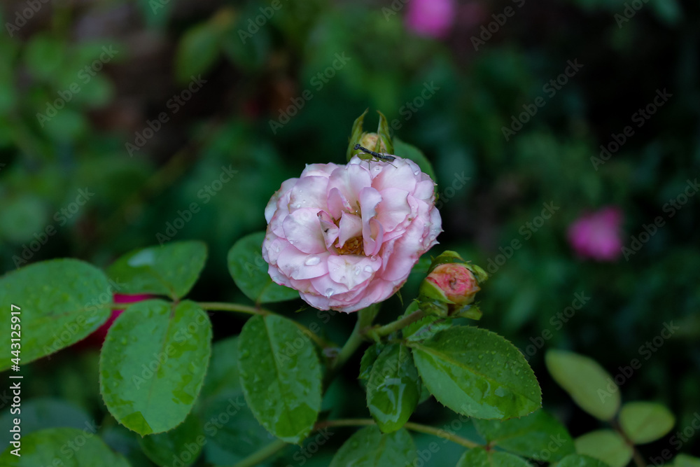 pink rose in garden pink rose in garden
