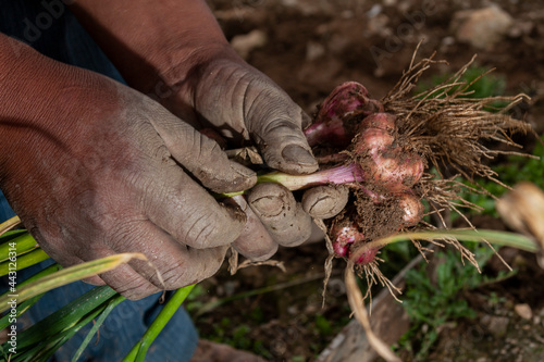 garlic harvest in the Merida Venezuela field