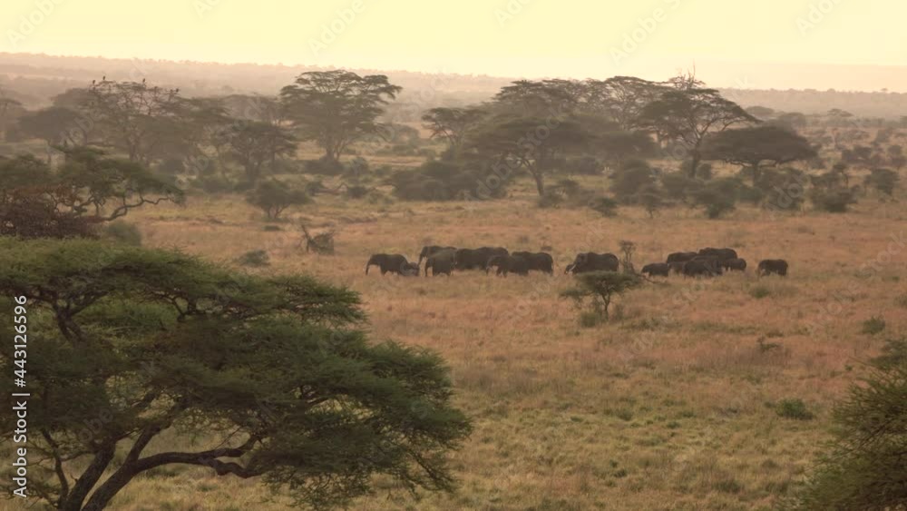 AERIAL: A herd of large Africa elephants migrates across the picturesque Serengeti national park. Picturesque drone point of view of a group of elephants crossing a grassfield in Tanzania at sunset.