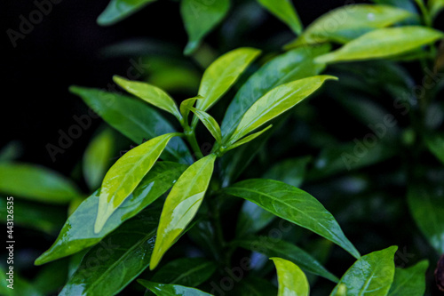 green leaves background